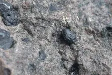 black chips2a.webp