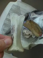 benjamins bone3.webp
