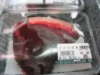 dolphin.webp
