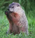 groundhog.webp
