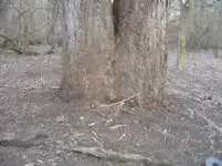 old mill 1.webp