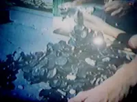 recovered coins.webp