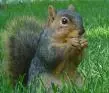 squir.webp