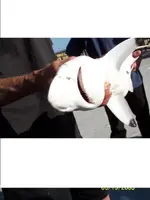 croppedshark.webp