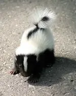 babyskunk.webp