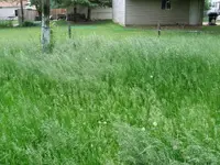4ft GRASS.webp
