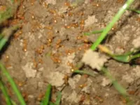 Fire Ants.webp