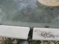 Little Ant.webp