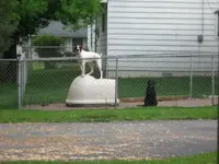 Neighbors Dogs.webp