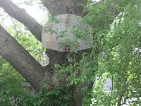 Old Basketball Hoop.webp