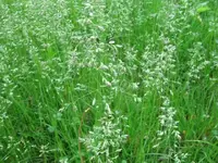Tall Grass.webp