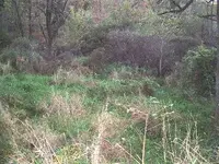 The backyard.webp