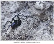 malebw.webp