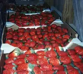 strawberries (3).webp