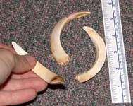 tusk1.webp