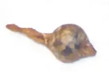 bell dong 1.webp