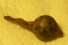 bell dong.webp