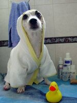 dog-bath-clothes.jpg