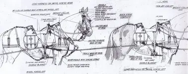 US_horse_team_off_side.webp