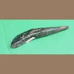imagesXHV2N4HH.webp