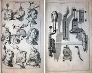 Scultetus.webp