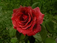 frosted_rose.webp