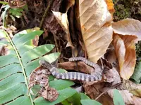 Tday water snake.webp