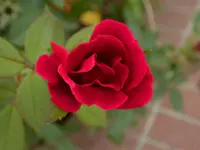 DSCN2092.webp