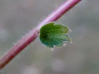 DSCN2400.webp
