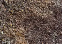 sandstone va2.webp
