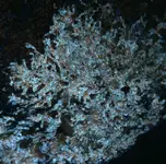 sandstone biological UV.webp