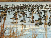 walk C120118 5.webp
