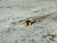 walk C120118 7.webp