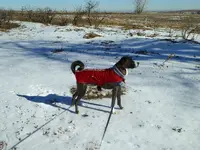 walk C120118 8.webp