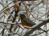 walk 011119 4.webp