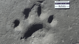 fossil cat track.png