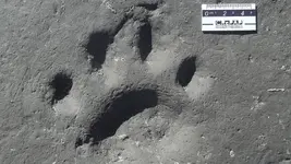 fossil cat track.webp