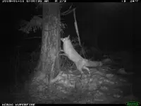 foxylady.webp foxylady.webp