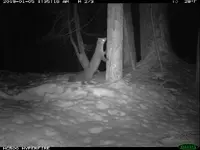 Marten.webp Marten.webp