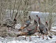 09333.webp