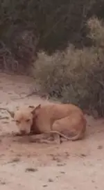 AbandonedDog.webp