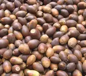 whiteoakacorns__06248.1380578631.1280.1280.webp