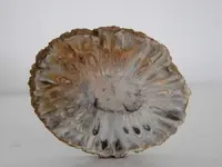 cone 1.webp