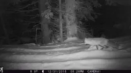 foxy.webp foxy.webp