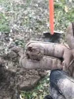 ImageUploadedByTreasureNet.com1546568617.883556.webp