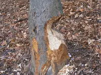 DSCF7641.webp