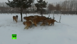 Attack.gif