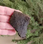 12-25-18 rim.webp 12-25-18 rim.webp