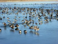 walk 121618 3.webp