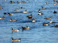 walk 121618 2.webp